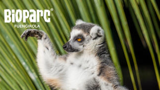 Tu entrada para Bioparc Fuengirola al mejor precio